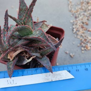 Aloe A81  Пагін з цієї рослини