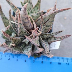 Aloe A37 Пагін з цієї рослини