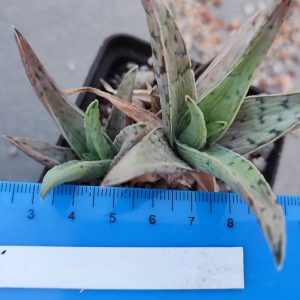Aloe S15  Пагін з цієї рослини