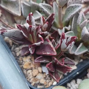 lenophyllum guttatum variegata по 200