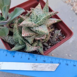 Aloe A69 Пагін з цієї рослини
