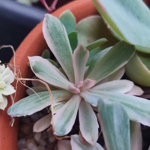Черенок Echeveria huavey variegata 500