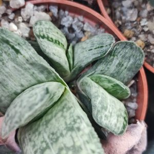 Gasteria gracilis variegata пагони по 100