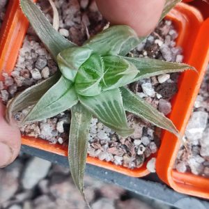 Haworthia grey ghost