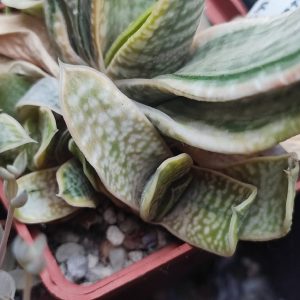 Gasteria SP variegata пагін 150