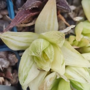 Haworthia cymbiformis variegata ціна за цей пагін