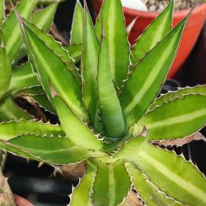 Agave lophantha splendida відносно велика 10-12см 350