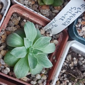 Echeveria silver queen var 250