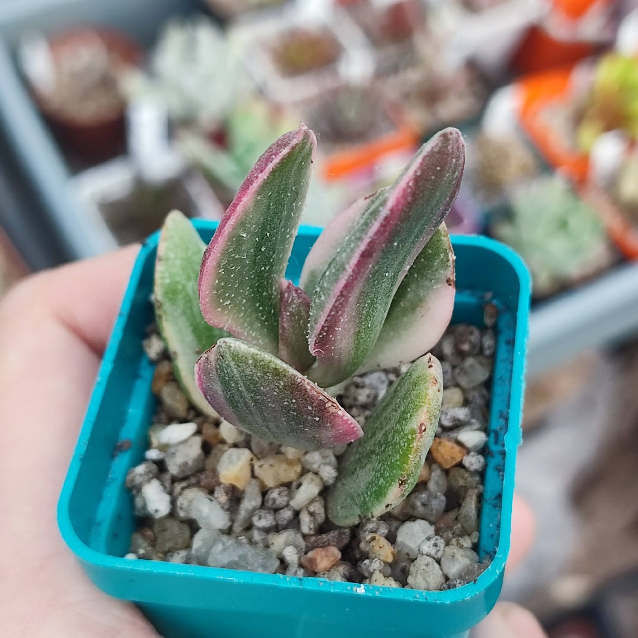 Crassula tricolor