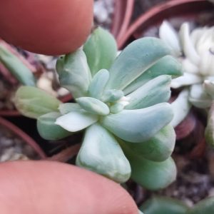 Pachyveria variegata зріз 300грн