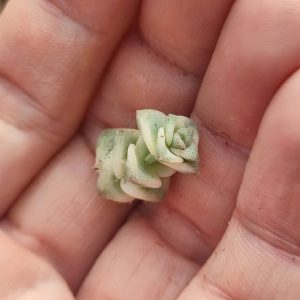 Crassula marniezana variegata черенок 250