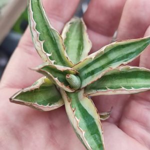 agave lophantha quadricolor черенок 200