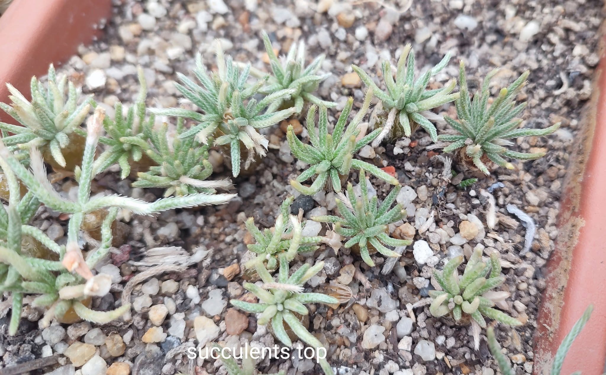 Avonia alstonii