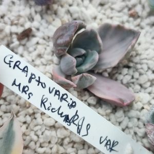 graptoveria Mr Richards variegata черенок