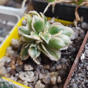 Aeonium Sunburst cristata 150