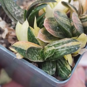 Gasteria nigricans marmorata variegata 250 за пагін