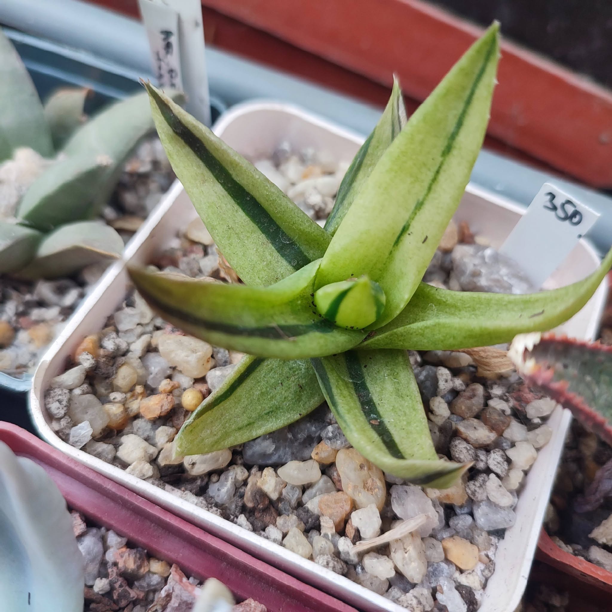 aloe sp variegata