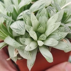 Haworthia Cooperi variegata 350 за пагін