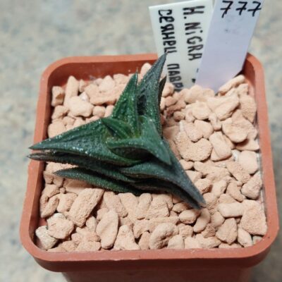 777 Haworthia nigra