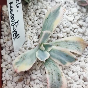 Echeveria moonriver черенок 550