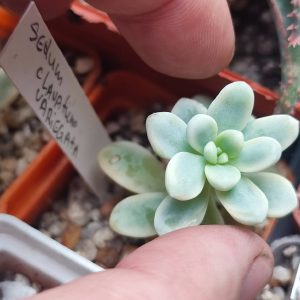 Sedum clavatum var зріз 250