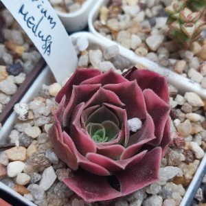 Aeonium medusa черенок 600