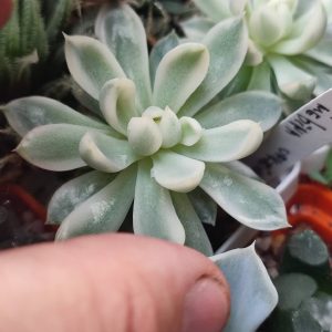 Mebina variegata черенок по 400