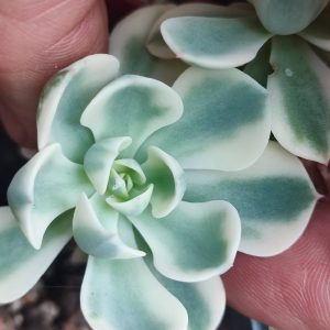 Черенок Echeveria carousel 600