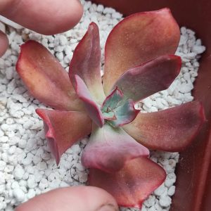 echeveria diamond state variegata 450 черенок