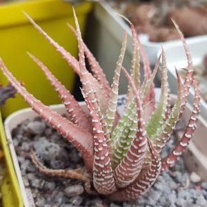 Haworthia White bird 350