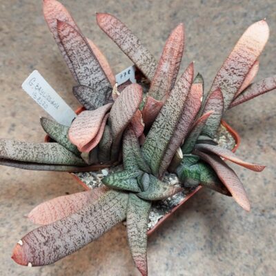 778 Gasteria baylisiana IB8320 одна голова