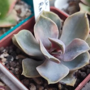 Echeveria Rainbow 450 зріз