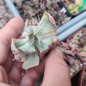 Черенок Echeveria winter sunset 450