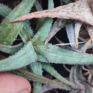 aloe castilloniae x aloe 2000 пагін (variegata)