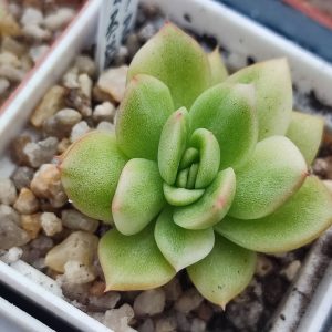 Echeveria Agavoides variegata 250