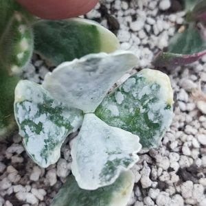 Cotyledon undulata variegata 400