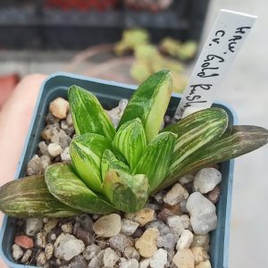 Haworthia cv Gold Rush