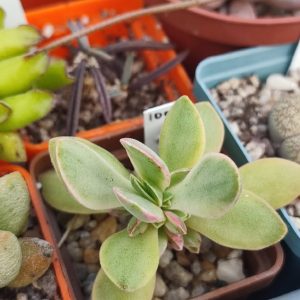 Crassula money maker variegata 100