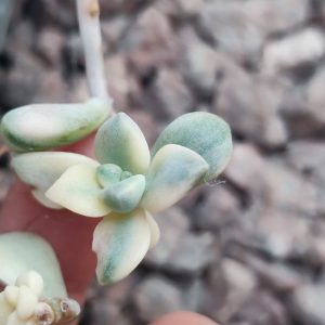 Graptoveria apricot variegata зріз 250
