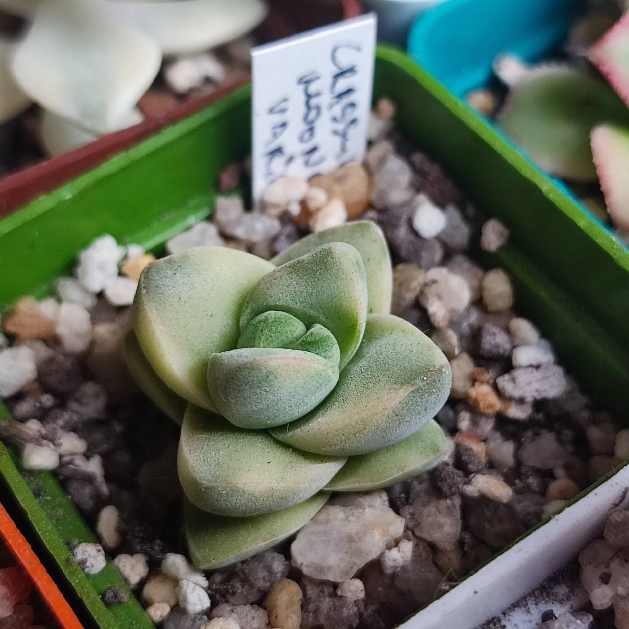 Crassula Moonglow variegata
