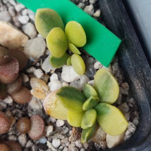 Adromischus variegata по 250