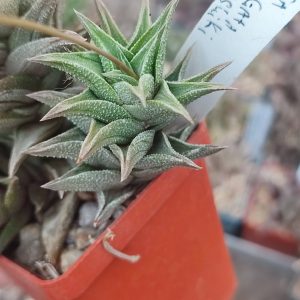 Haworthia tortuosa Silver variegata 500 за цей пагін