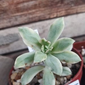 Echeveria minibelle var 100 зріз
