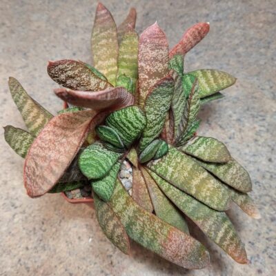 779 Gasteria batesiana одна голова