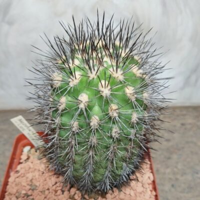 781 Neoporteria sp. -Los Hornos- імпорт вік 10 років