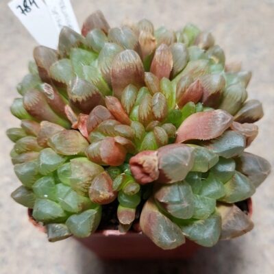 784 Haworthia cooperi hybrid весь горшик