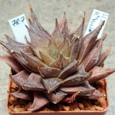 787 Haworthia schultiana x retusa x Haworthia 'Yulia' вік 10 років