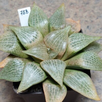 788 Haworthia comptoniana -Belgia- вік 10 років