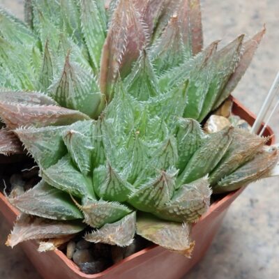789 Haworthia 'Hakuteijyo' hybrid x nortierii  вік 10 років