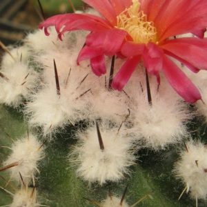 Parodia subteranea Iscayacho насіння